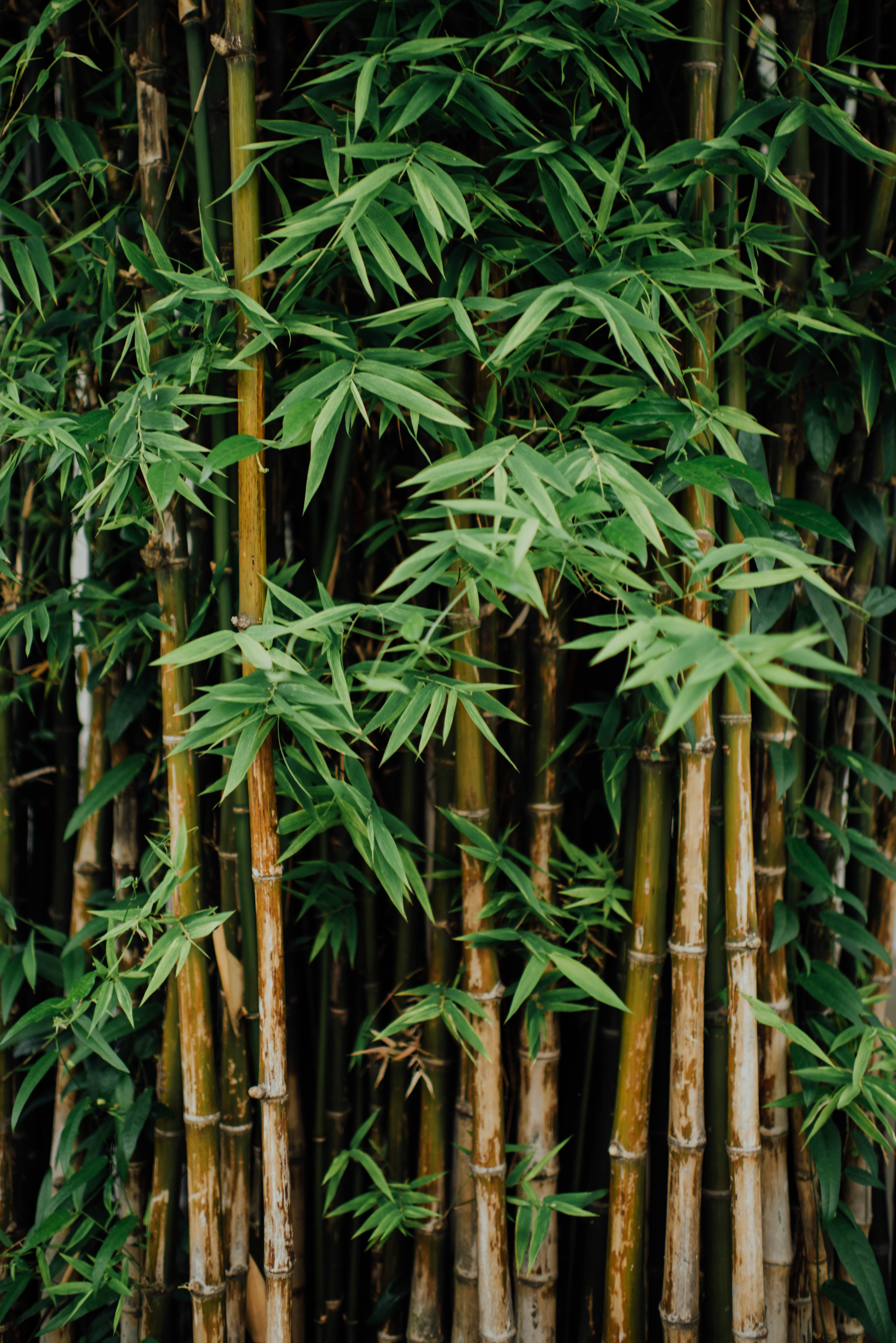 Dense bamboo stalks with green leaves