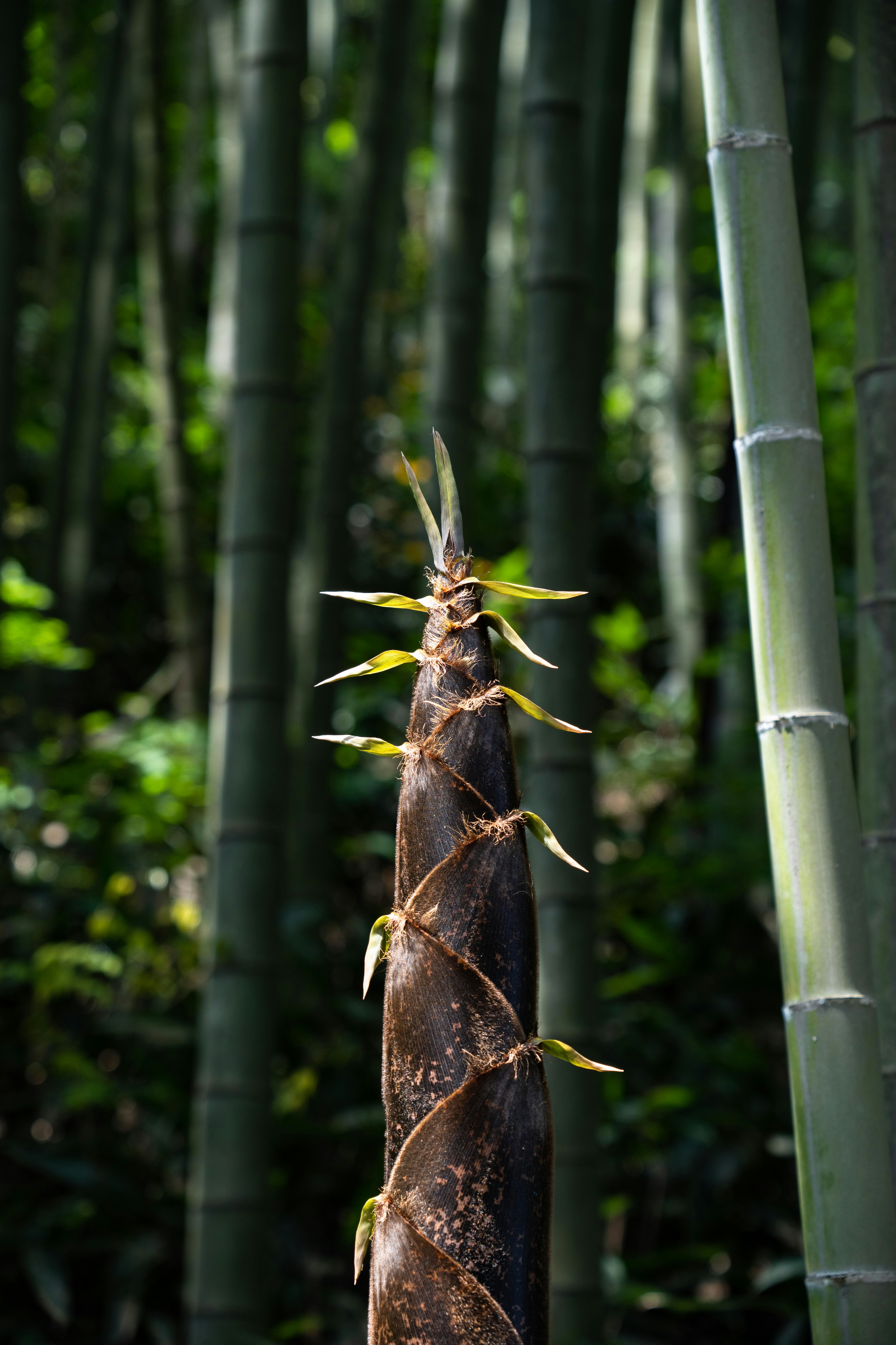 A young bamboo shoot emerging from the forest floor